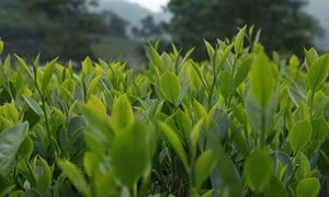 Việt Nam đang là thị trường xuất khẩu chè lớn thứ 8 thế giới