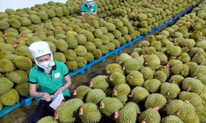 Điểm danh 4 mặt hàng nông sản đạt kim ngạch tỷ USD trong 7 tháng đầu năm