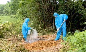 Tiêm phòng thử nghiệm vắc-xin dịch tả lợn châu Phi