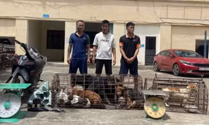 Nửa tháng, 2 đối tượng trộm chó đã bắt gần 100 con