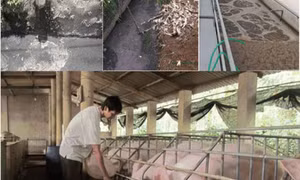 Cơ sở chăn nuôi được hỗ trợ đến 1 tỷ đồng để xử lý chất thải chăn nuôi