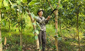 Ngành kinh tế mũi nhọn của Ba Chẽ