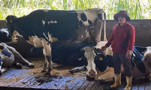 Thông tin mới vụ hơn 200 con bò sữa chết bất thường ở Lâm Đồng