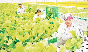 Khai thác hiệu quả thị trường nông sản trong nước