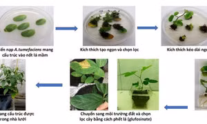Chỉnh sửa gene giảm đường khó tiêu trong cây đậu tương
