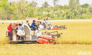 Tạo đà cho kinh tế tuần hoàn lúa gạo