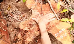 Quảng Trị: 'Lâm tặc' mở đường vào đốn hạ hàng loạt cây gỗ rừng