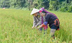 Cán bộ nữ trong vùng đồng bào dân tộc thiểu số