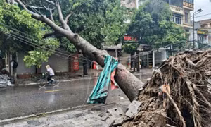 Bí thư thôn ở Thanh Hóa tử vong do cây đổ khi đi chống bão số 10 Bualoi