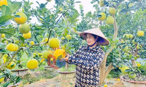 Nông thôn mới (phường Bình Khê)