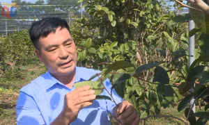 Quảng Ninh có cá nhân được vinh danh “Nông dân Việt Nam xuất sắc” năm 2025