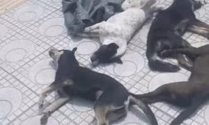 Trộm chó bị phát hiện, hai đối tượng đập phá ôtô, cướp xe máy tẩu thoát