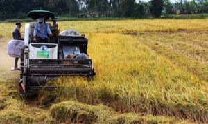 Chủ động trên thị trường lúa gạo