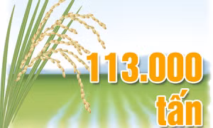 113.000 tấn - là mục tiêu sản lượng thóc đạt được vào vụ mùa năm nay của tỉnh