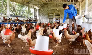 Ngành nông nghiệp duy trì đà tăng trưởng, xuất siêu đạt hơn 13 tỷ USD