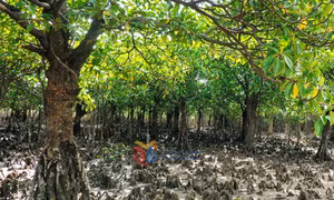 Bảo vệ môi trường biển bền vững