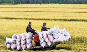 Tích cực tìm thị trường mới cho gạo xuất khẩu