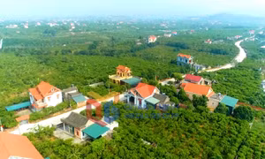 Nông thông mới (phường An Sinh)