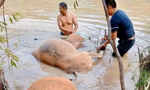 Lũ về đột ngột làm chết hơn 30 con trâu, bò cột ven suối