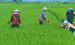 Ứng dụng IPM trên cây trồng: Hướng tới nền nông nghiệp xanh, bền vững