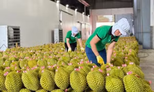Sầu riêng bị kiểm tra nghiêm ngặt, xuất khẩu rau quả sang Trung Quốc giảm gần một nửa