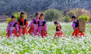 Cơ hội để “du lịch hoa” trở thành thương hiệu