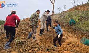 Trao tặng cây hoa Anh Đào tại xã Kỳ Thượng (TP Hạ Long)