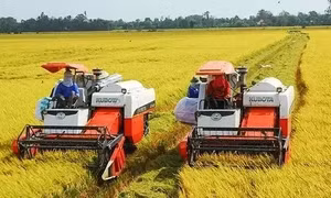 Gạo Việt Nam trụ vững với phân khúc chất lượng cao