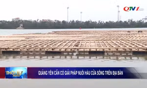 Quảng Yên cần có giải pháp nuôi hàu cửa sông trên địa bàn
