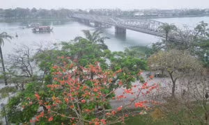 Mùa hoa gạo bên dòng sông Hương