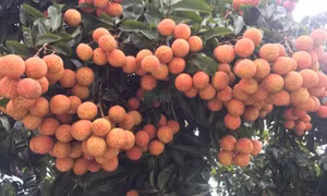 Bản tin vùng Đông Bắc ngày 11/3/2025