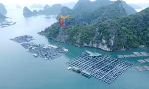 TP Cẩm Phả đẩy nhanh tiến độ giao khu vực biển