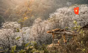 Ngôi làng giữa biển hoa ban trắng ở Điện Biên, đẹp như bước ra từ cổ tích