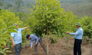 Bình Liêu: Tập trung trồng cây phân tán, cây giá trị cao