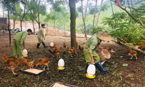 Đẩy mạnh công tác cai nghiện, quản lý người nghiện ma tuý sau cai 