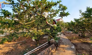 Hội Nông dân xã Việt Dân học Bác từ việc làm cụ thể, thiết thực
