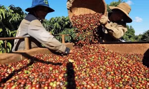 Giá cà phê tiếp tục lập kỷ lục