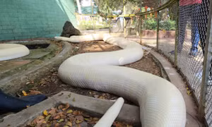 Người dân giao nộp trăn bạch tạng quý hiếm nặng 100 kg