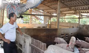 Giá heo hơi cao ngất, vì sao người chăn nuôi vẫn ngại tái đàn?