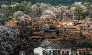 Ngôi làng giữa biển hoa ban trắng ở Điện Biên
