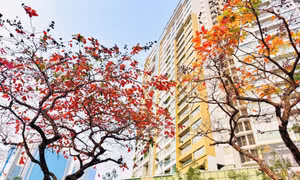 'Góc Paris' giữa lòng Hà Nội tấp nập người check-in mùa lộc vừng rụng lá 