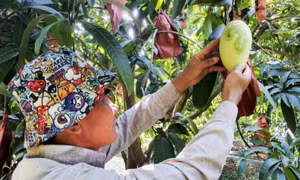 Loại đường nào tốt hơn cho sức khỏe?
