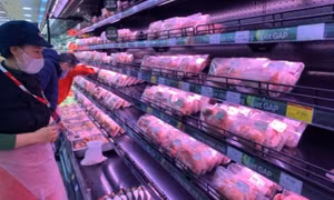 Giá lợn hơi duy trì đà tăng trên cả nước