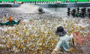 Xuất khẩu tôm đạt hơn 4 tỉ USD