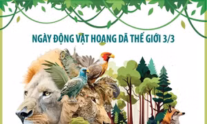 Ngày Động vật hoang dã thế giới 3/3: Những con số báo động