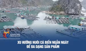 Xu hướng nuôi cá biển ngắn ngày để đa dạng sản phẩm