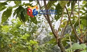 Bí ngô khổng lồ "Made in Hoành Mô"