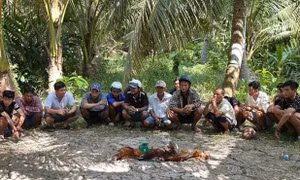 Xác minh, làm rõ nhóm đối tượng đá gà trong vườn dừa