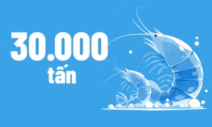 30.000 tấn - là sản lượng tôm nuôi toàn tỉnh phấn đấu đạt được năm 2026