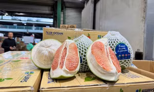 Bưởi Việt Nam chính thức đến tay người tiêu dùng Australia